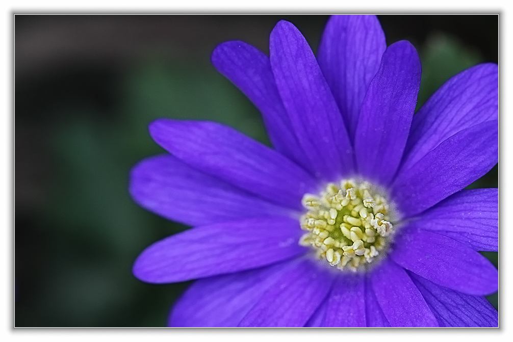 blaue Anemone