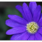 blaue Anemone