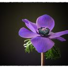 blaue Anemone