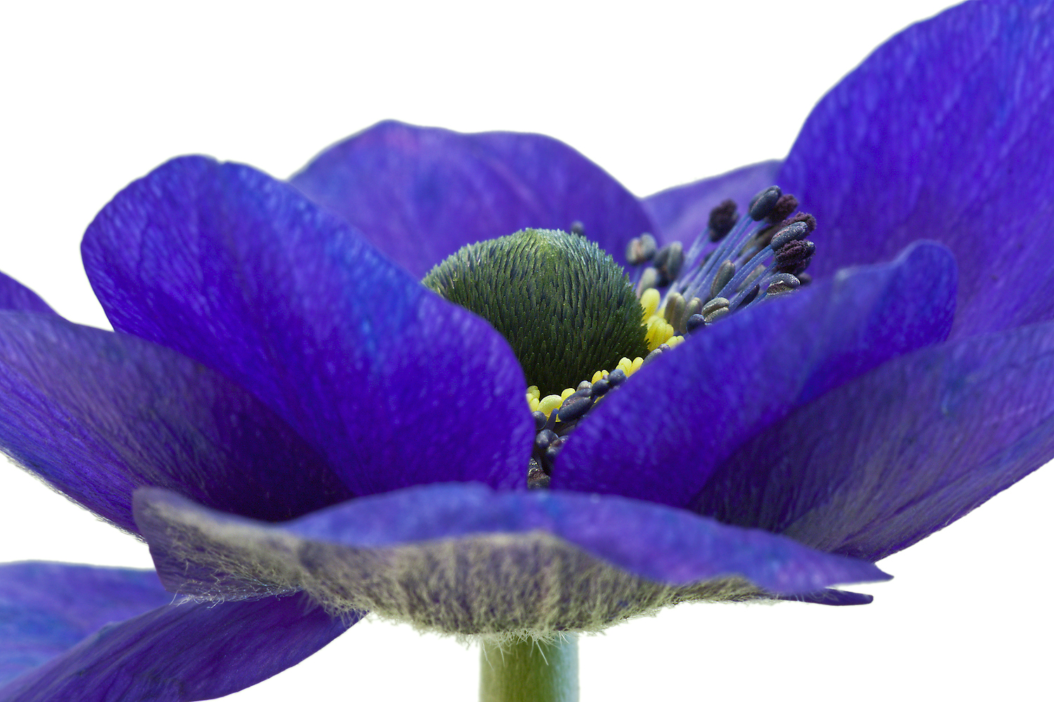 Blaue Anemone