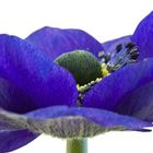 Blaue Anemone