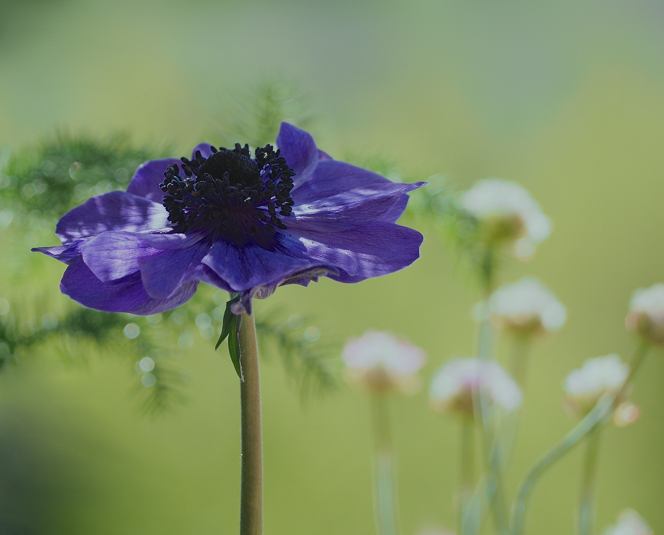 blaue Anemone