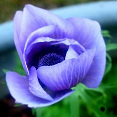 blaue Anemone geschlossen