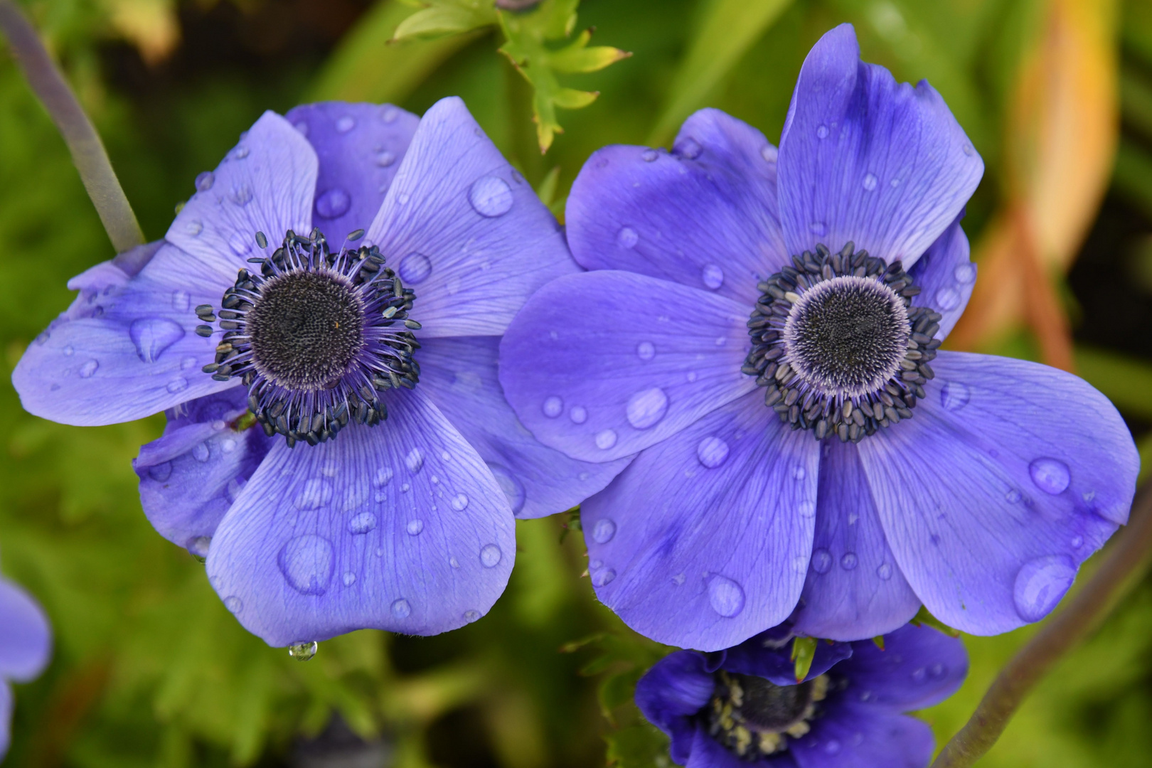 Blaue Anemone Im Doppelpack