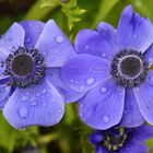 Blaue Anemone Im Doppelpack