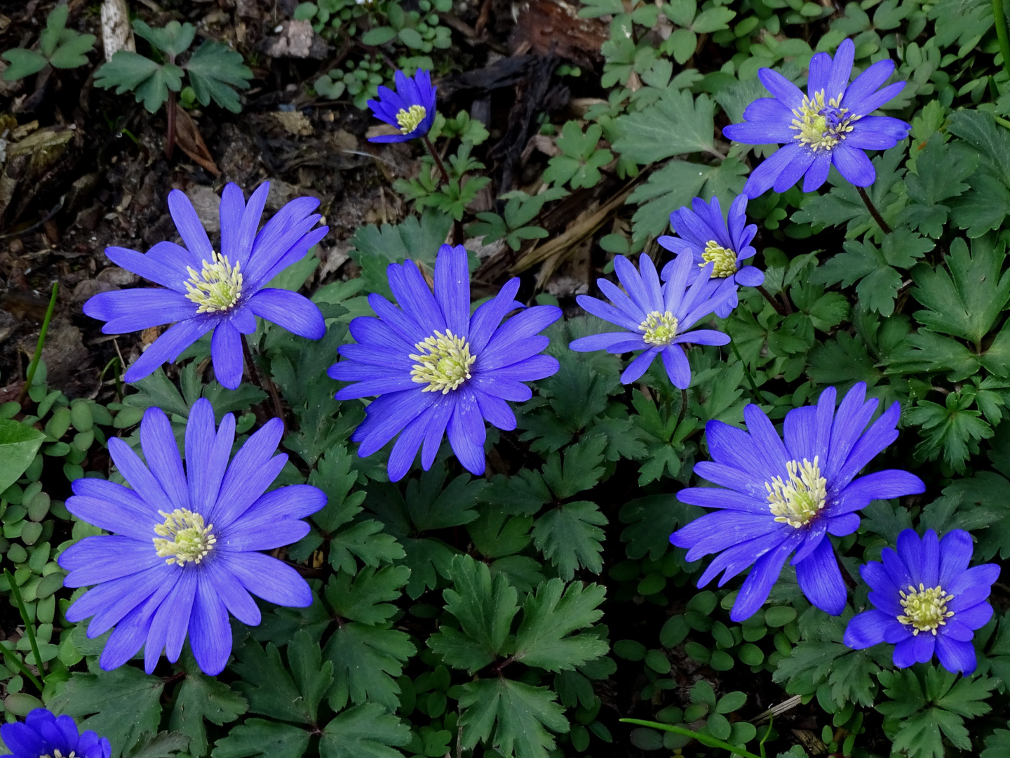 blaue Anemonen (Anemone blanda)