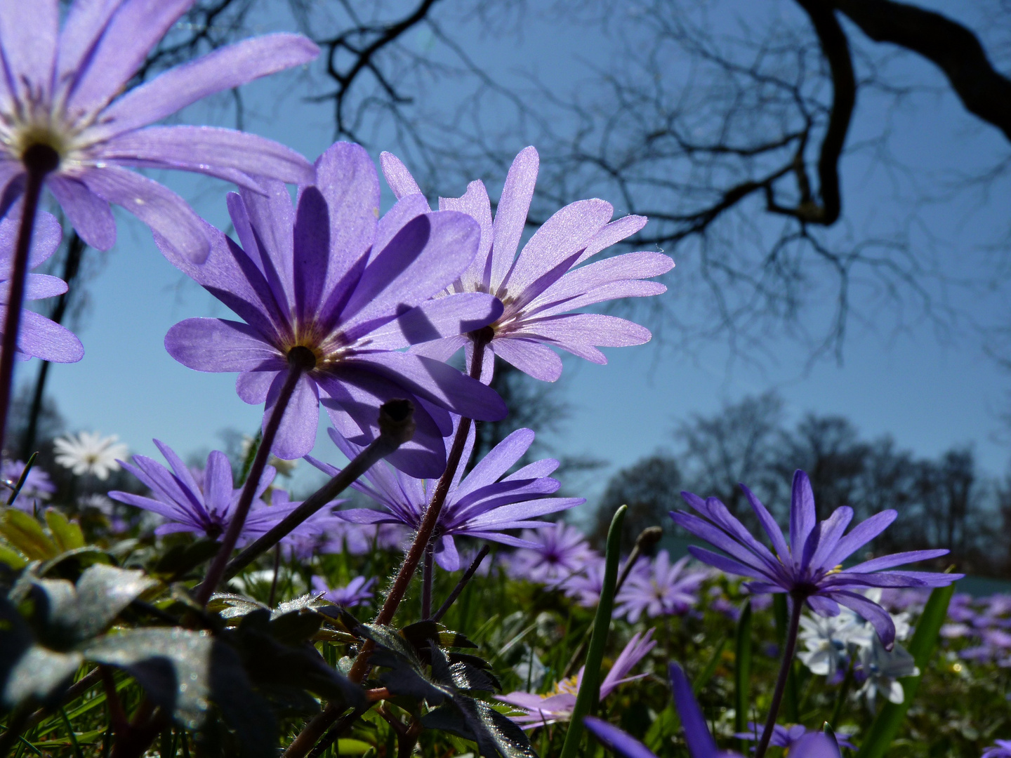 Blaue Anemonen