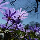 Blaue Anemonen