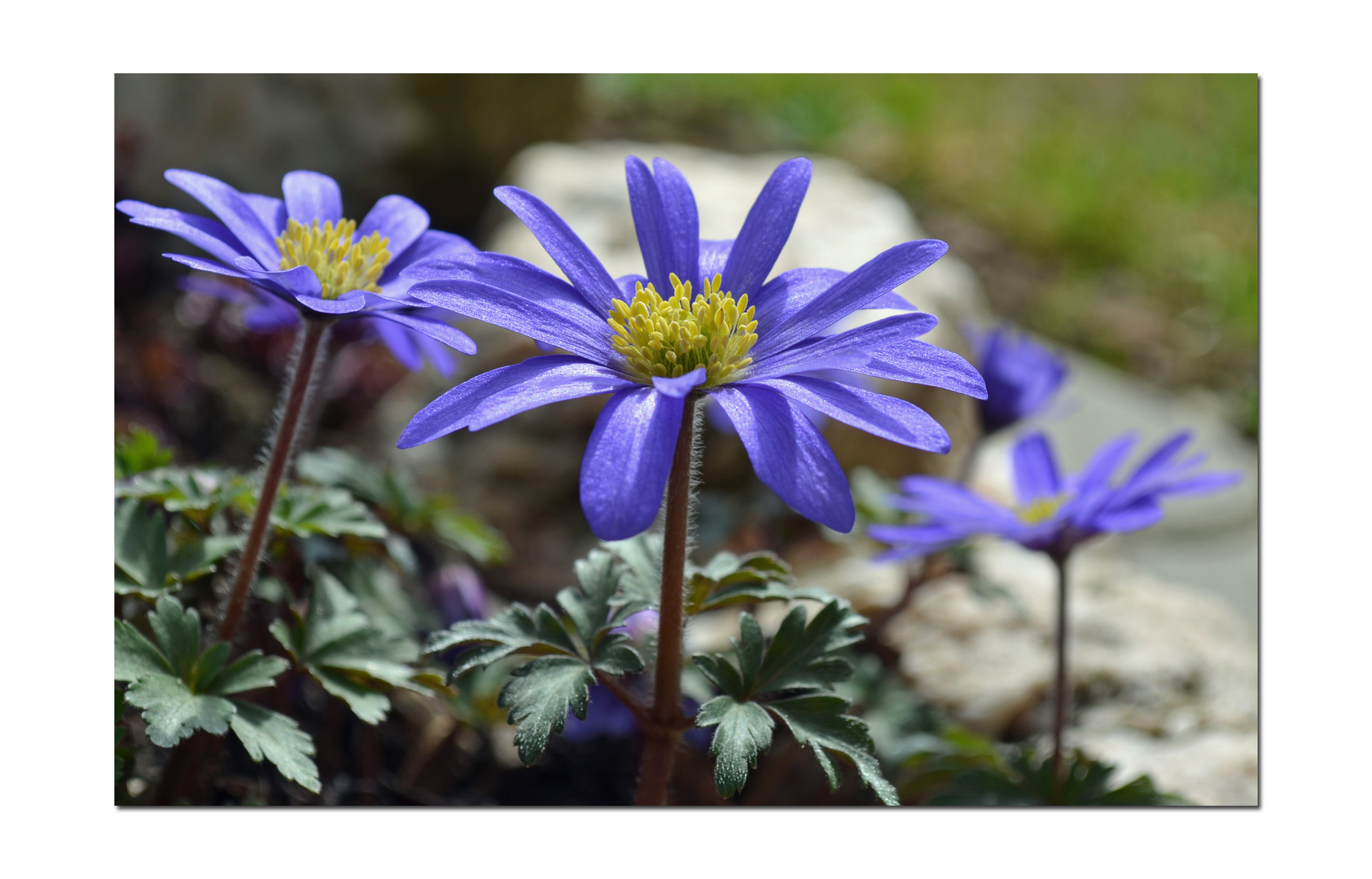 Blaue Anemonen