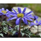 Blaue Anemonen