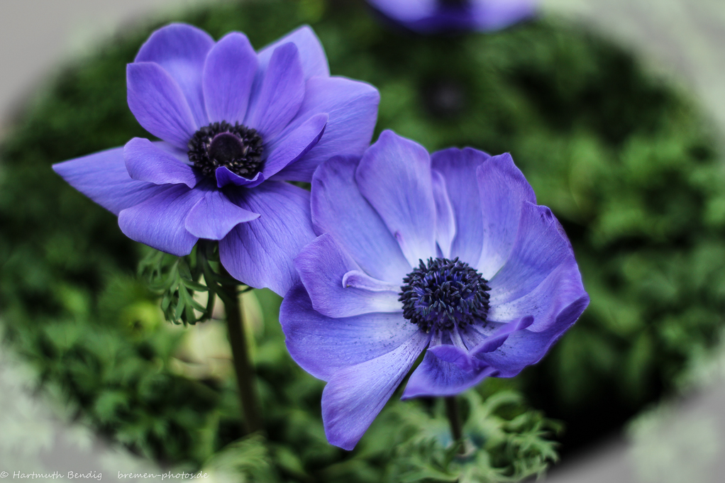 blaue Anemonenblüten