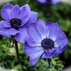 blaue Anemonenblüten