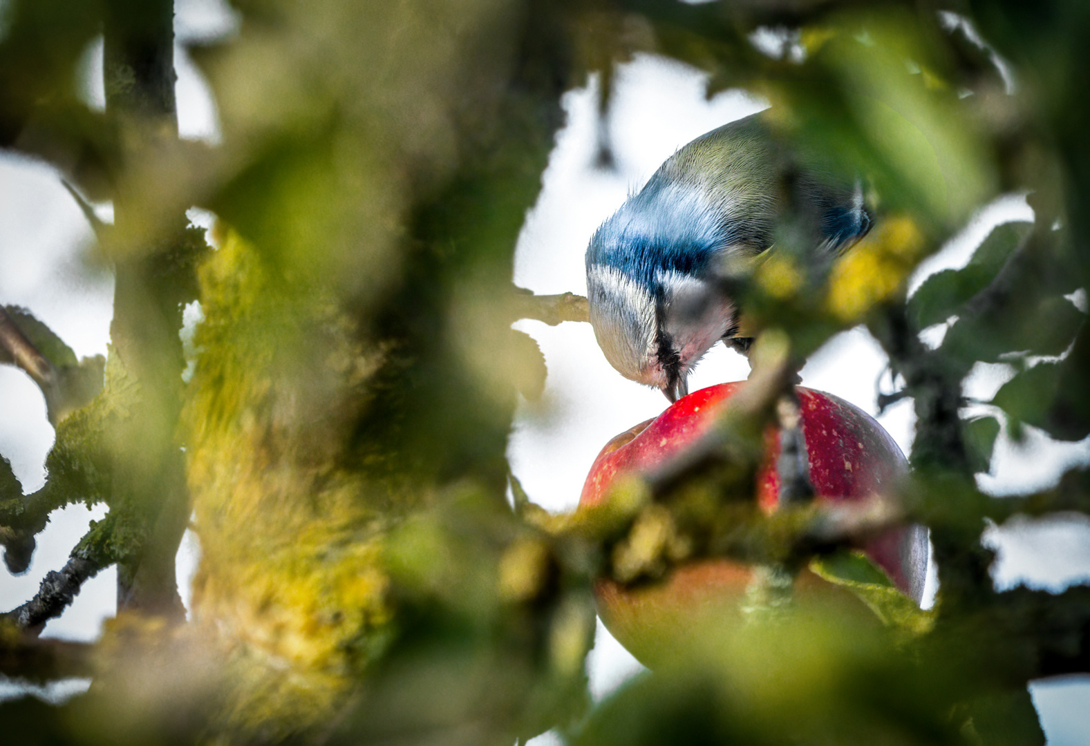 "BLAUE - APFEL - MEISE"