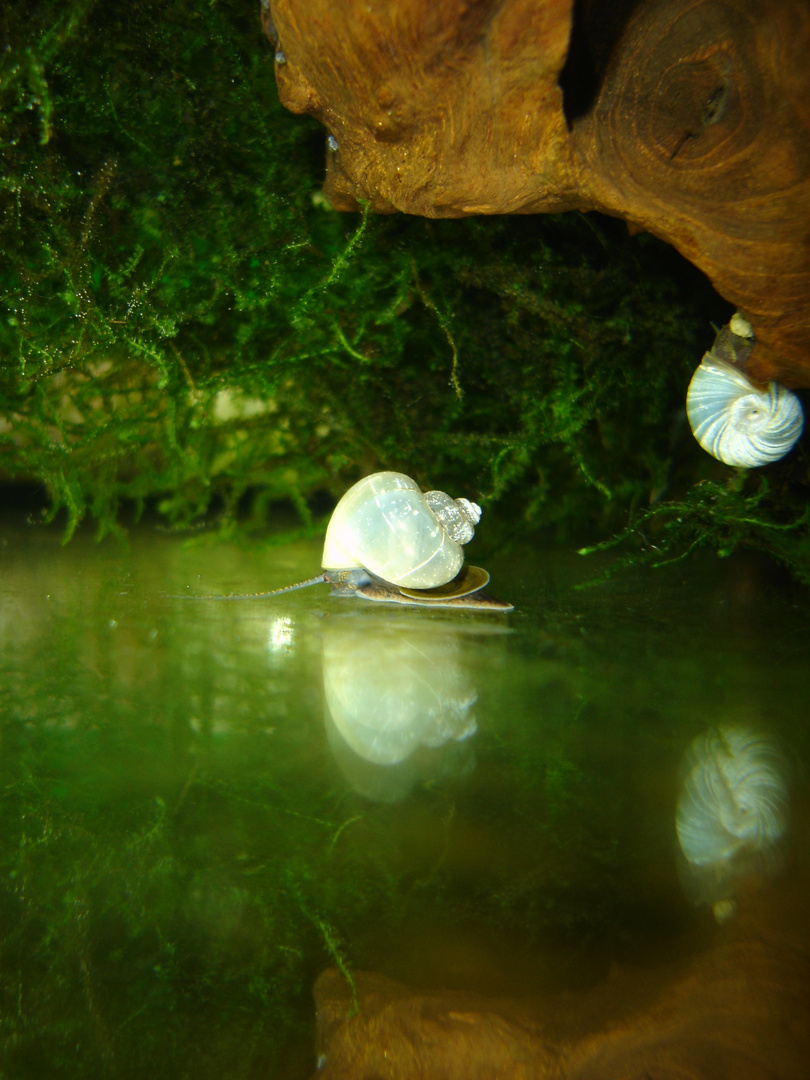 Blaue Apfelschnecke