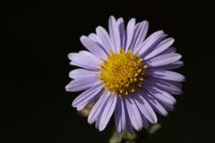 Blaue Aster