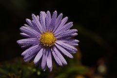 Blaue Aster