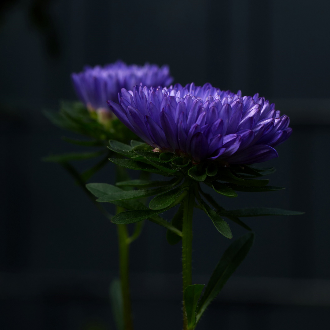 blaue Aster