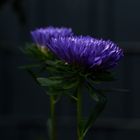 blaue Aster