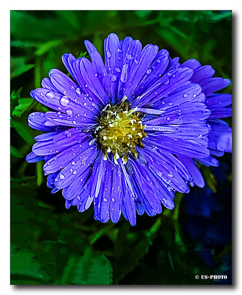 Blaue Aster