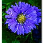 Blaue Aster