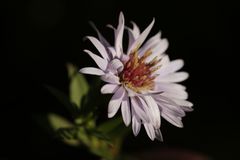 blaue Aster im Abendlicht