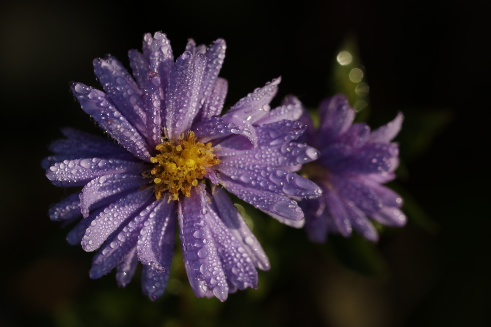 blaue Aster mit Morgentau