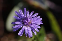 blaue Aster mit Morgentau