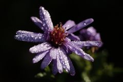 Blaue Aster mit Tau