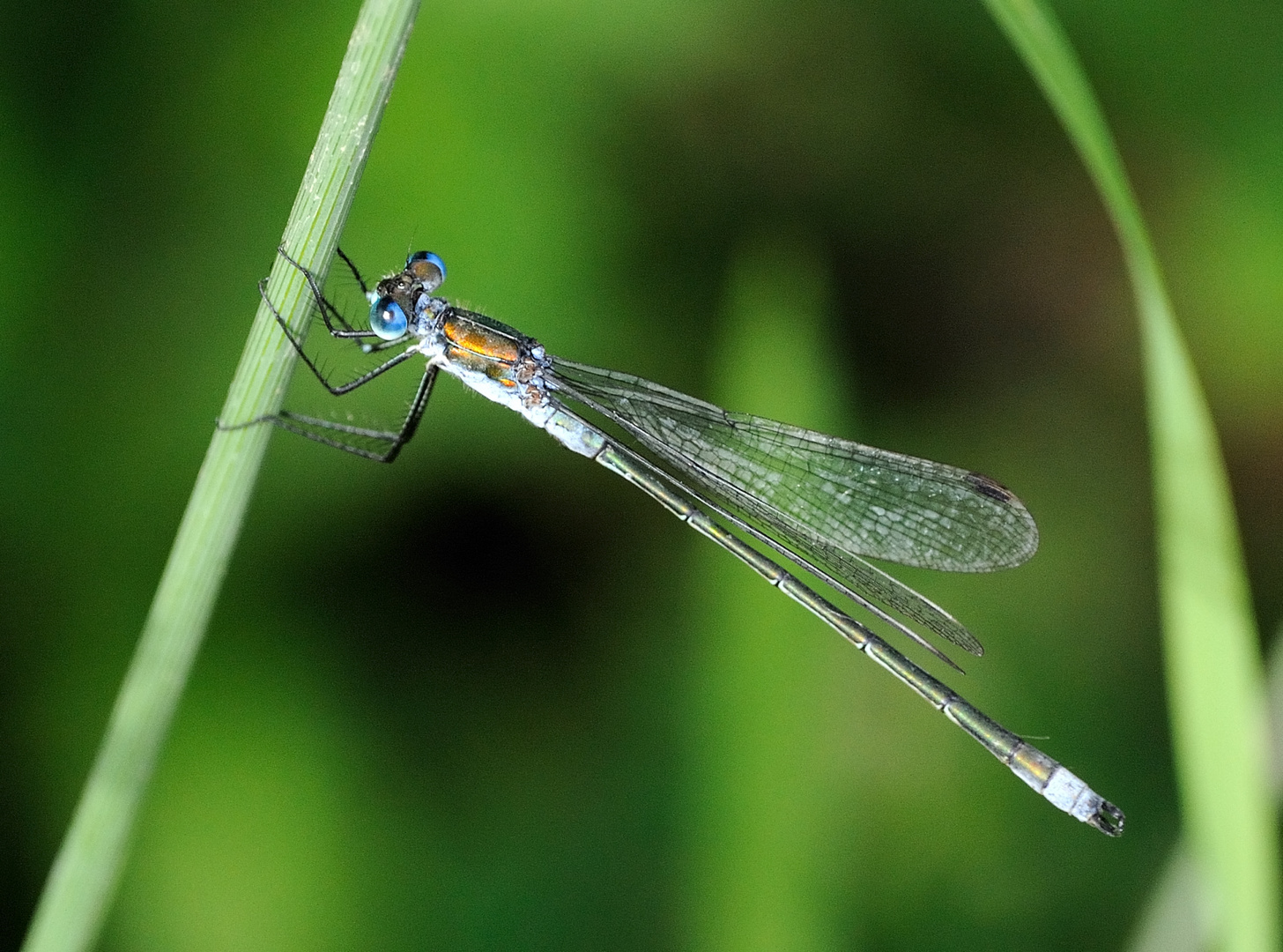 Blaue Augen