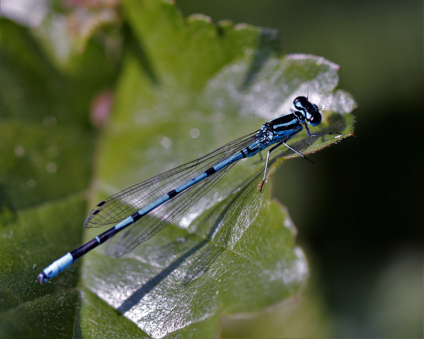 Blaue Augen