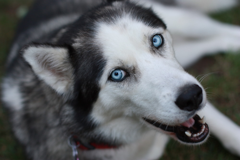 blaue Augen