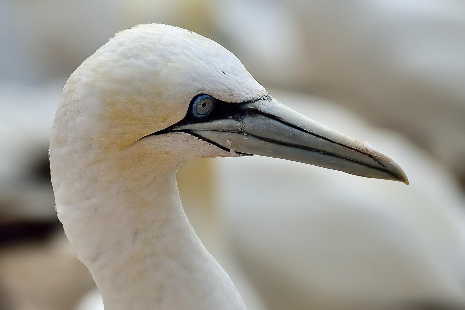 Blaue Augen