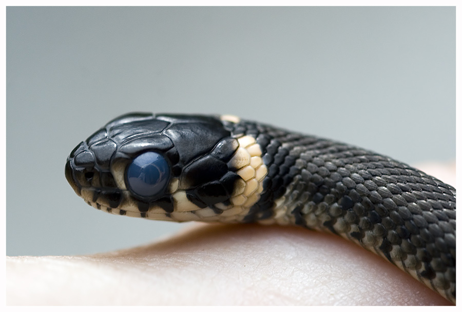 Blaue Augen Foto Bild Tiere Wildlife Amphibien Reptilien Bilder Auf Fotocommunity
