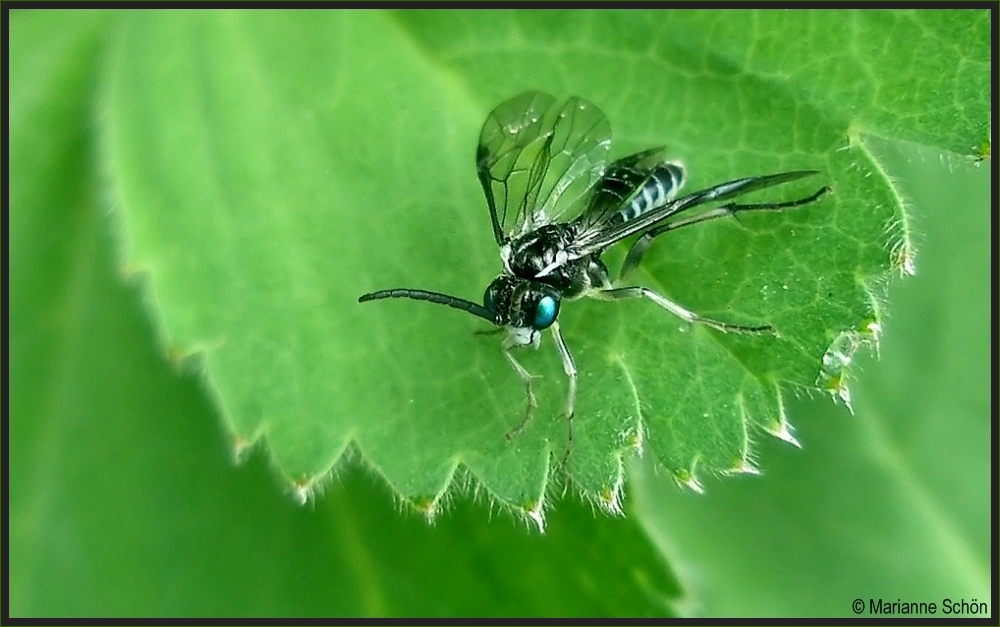 Blaue Augen...