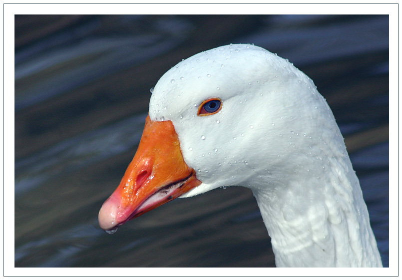 " Blaue Augen "