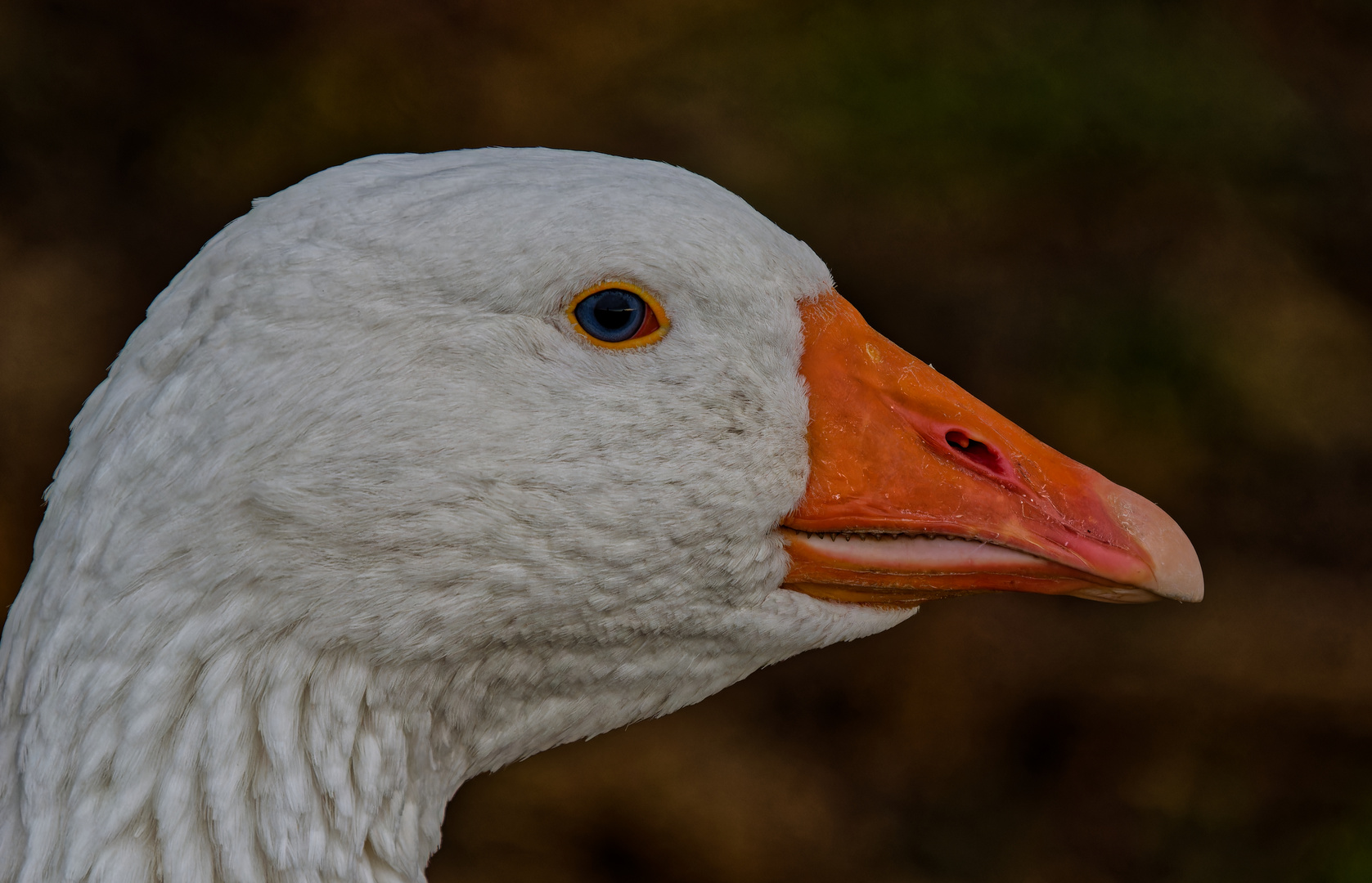 Blaue Augen