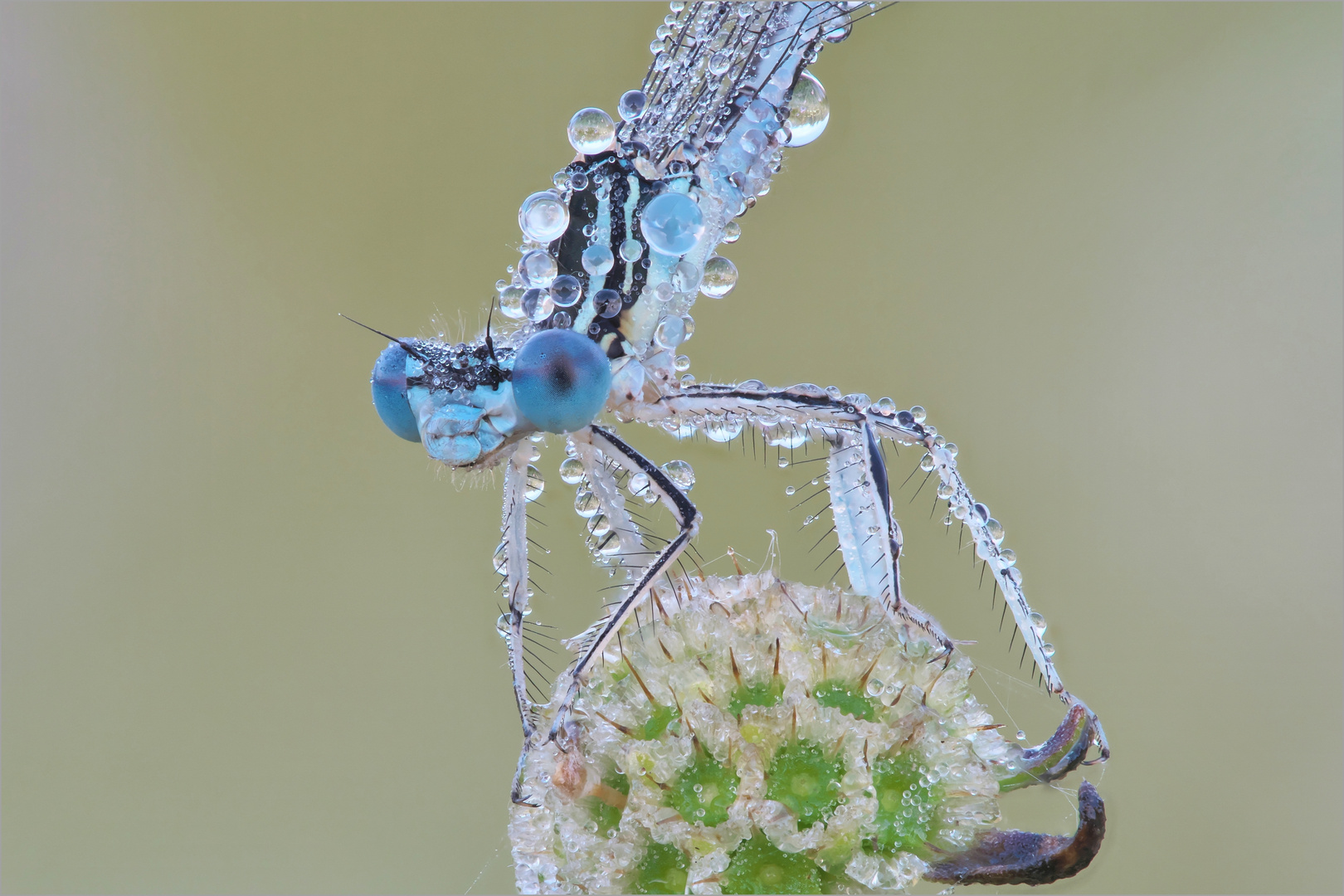 Blaue Augen