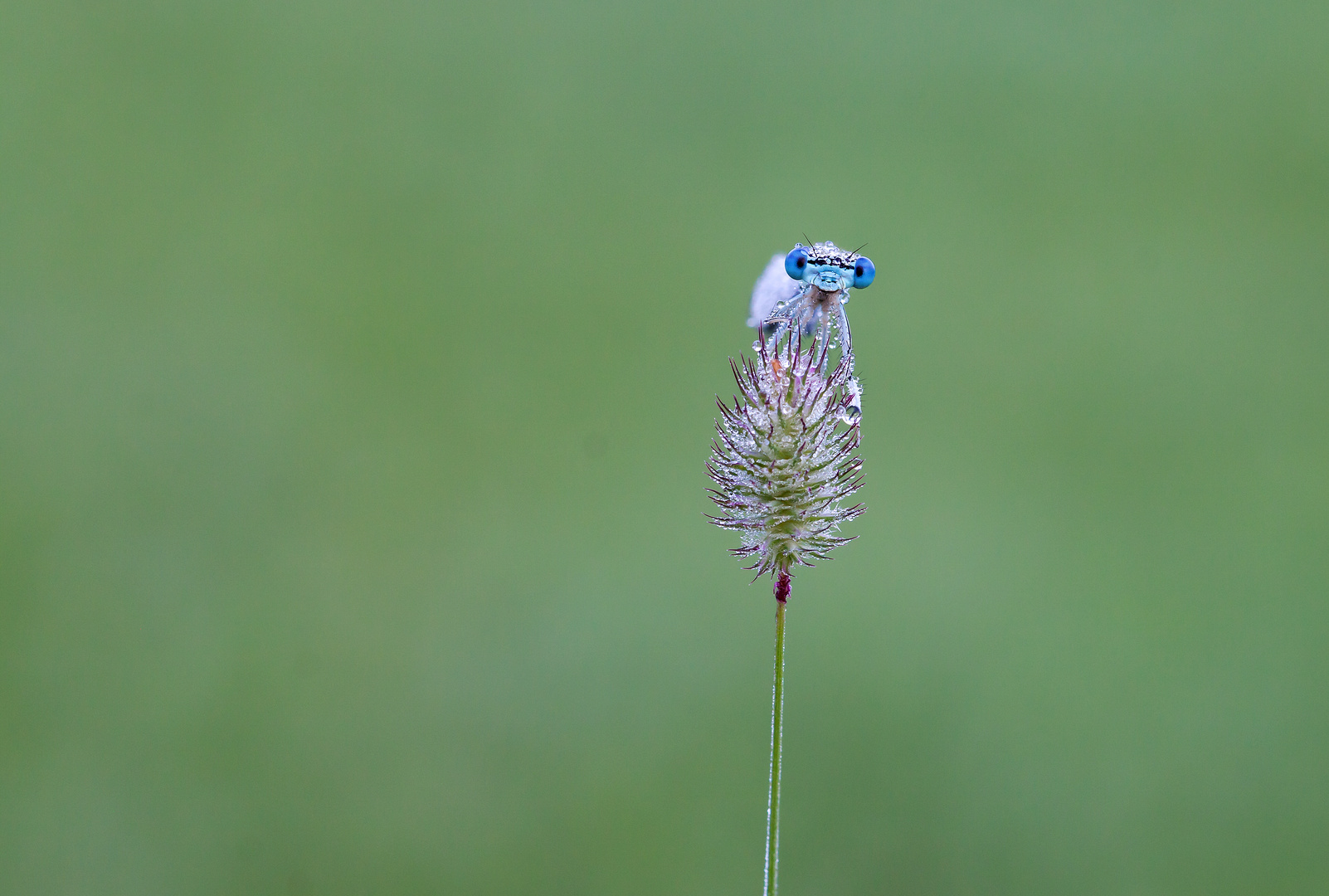 Blaue Augen..