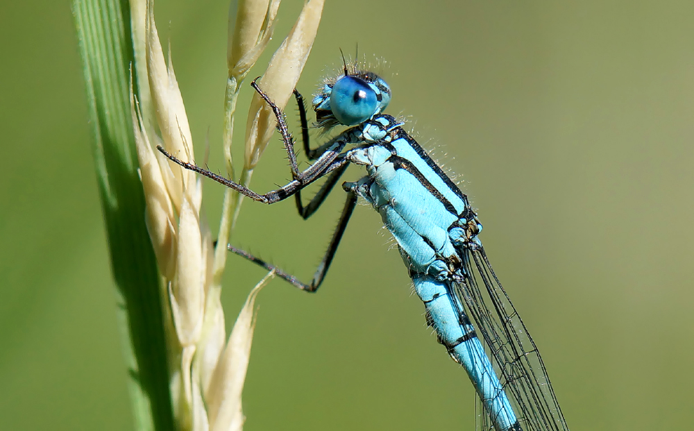 Blaue Augen