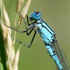 Blaue Augen