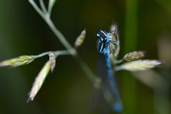 Blaue Augen