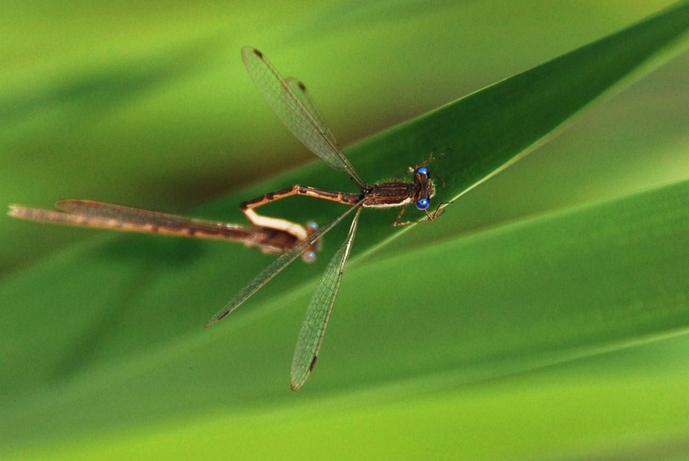 blaue Augen