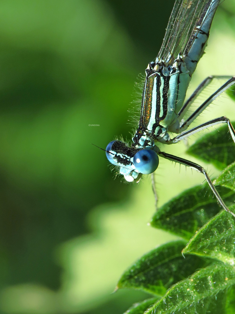 Blaue Augen 