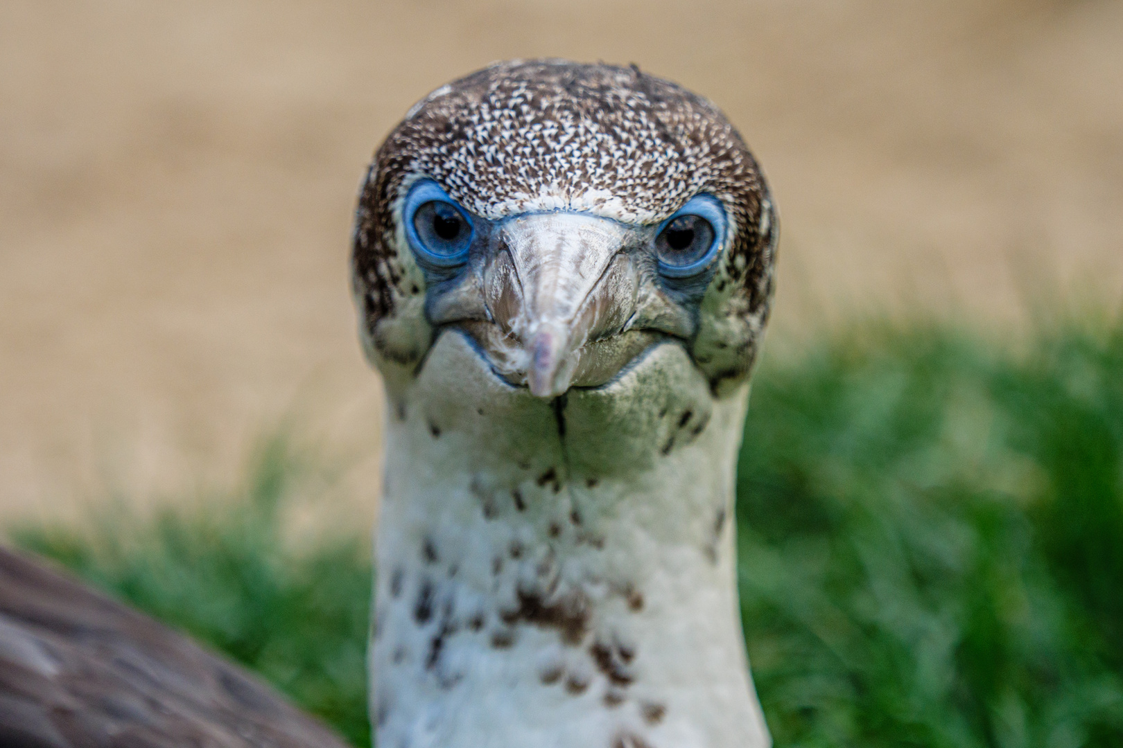 Blaue Augen