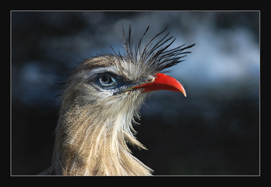 blaue Augen