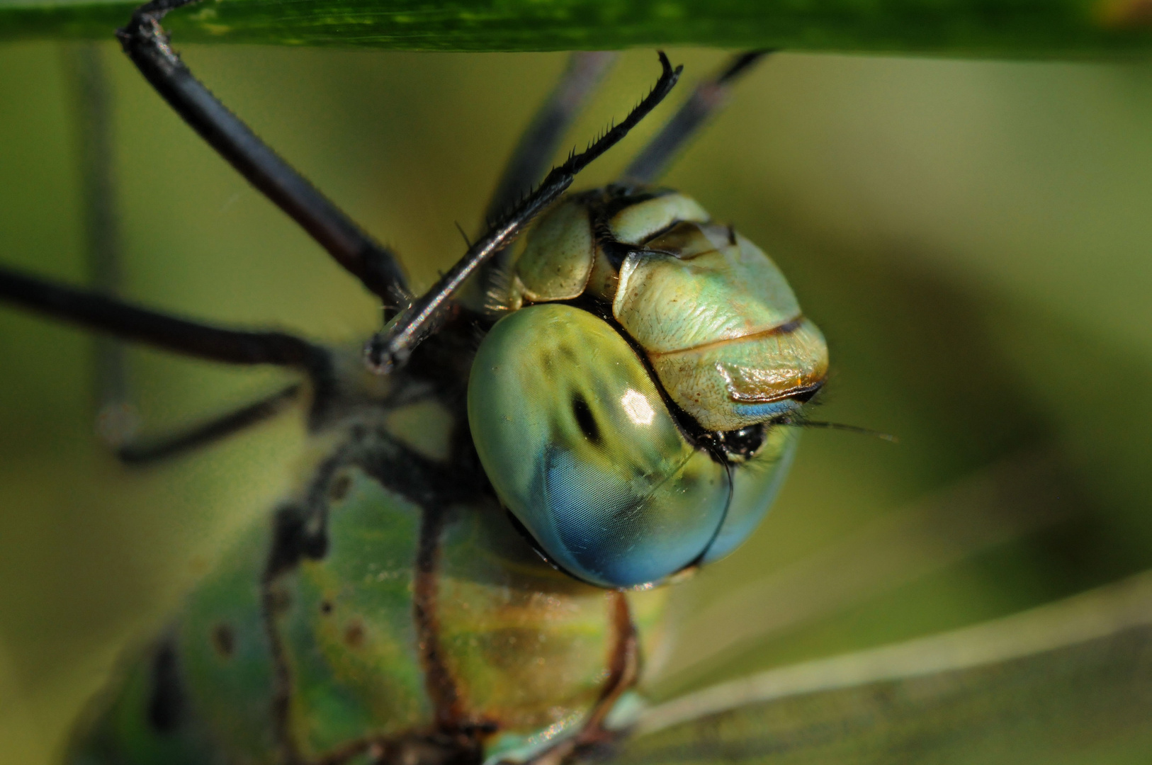 blaue Augen