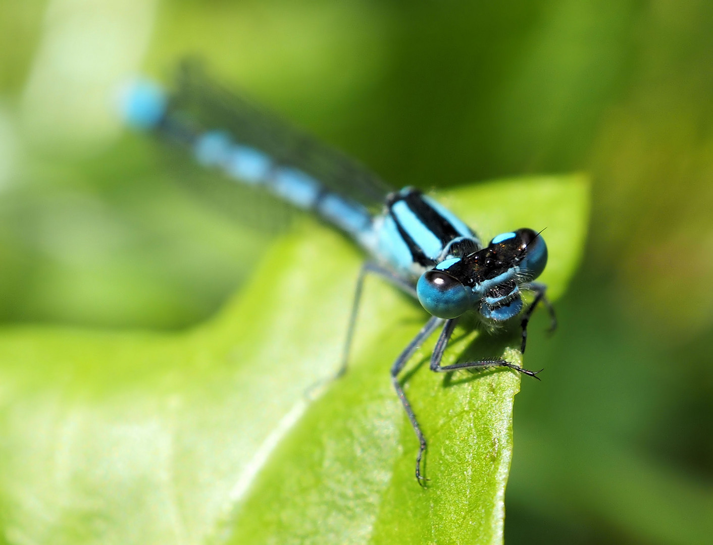 Blaue Augen ;)