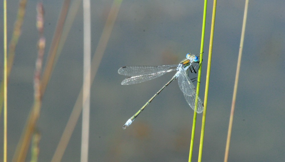 blaue Augen