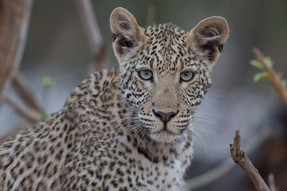 Blaue Augen Foto Bild Africa Southern Africa Botswana Bilder Auf Fotocommunity