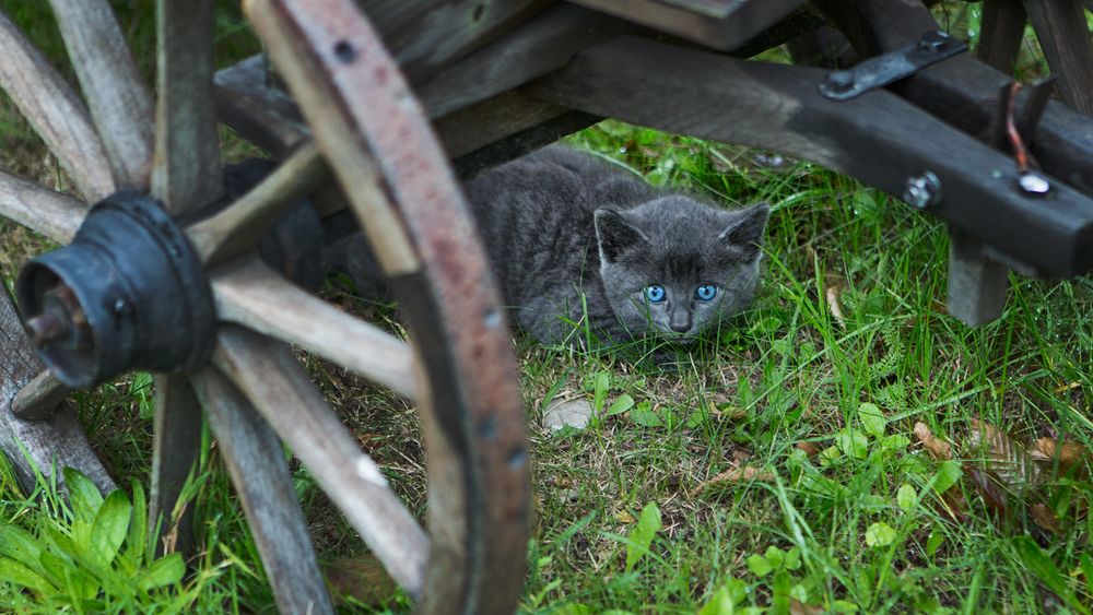 Blaue Augen